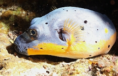 Raja Ampat 2016 - Arothron nigropunctatus - Blackspotted Puffer - Tetrodon jaune - IMG_4217_rc